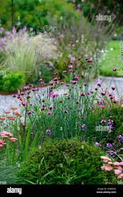 Image result for Dianthus carthusianorum