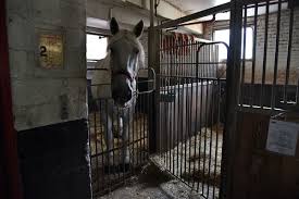 Image result for Old Park Riding Stables