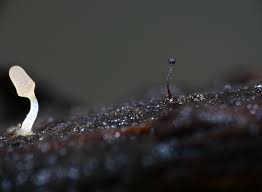 Attēlu rezultāti vaicājumam “Cribraria violacea stalked”