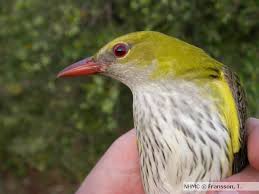 Attēlu rezultāti vaicājumam “Oriolus oriolus female”