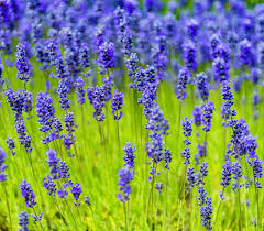 Attēlu rezultāti vaicājumam “Lavandula angustifolia”