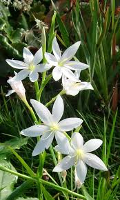 Attēlu rezultāti vaicājumam “Sclerophora pallida”