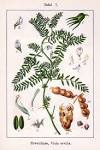 The Bitter Vetch (<b>Vicia</b>