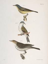 Image result for Seiurus noveboracensis