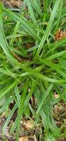 Attēlu rezultāti vaicājumam “Carex sylvatica leaf”
