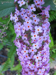 Image result for Buddleja davidii