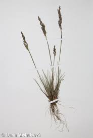 Attēlu rezultāti vaicājumam “Corynephorus canescens fruit”