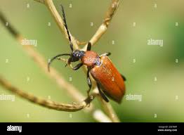 Attēlu rezultāti vaicājumam “Leptura rubra female”