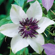 Attēlu rezultāti vaicājumam “Clematis flower”