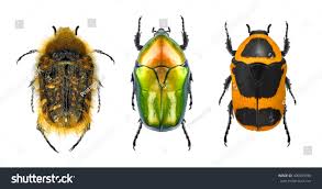 Attēlu rezultāti vaicājumam “Potosia cuprea imago”