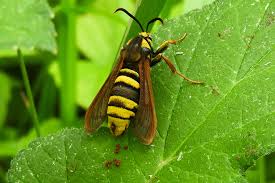 Attēlu rezultāti vaicājumam “Sesia apiformis”