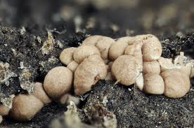 Attēlu rezultāti vaicājumam “Diderma globosum spores”