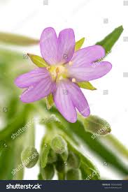 Attēlu rezultāti vaicājumam “Epilobium roseum”