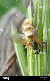 Attēlu rezultāti vaicājumam “Entomophthora”