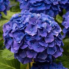Attēlu rezultāti vaicājumam “Hydrangea”