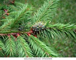 Attēlu rezultāti vaicājumam “Adelges laricis”