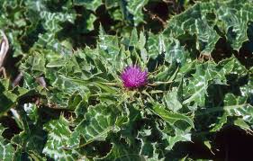 Image result for Silybum marianum