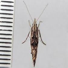 Attēlu rezultāti vaicājumam “Ypsolopha scabrella”