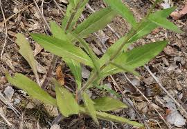Attēlu rezultāti vaicājumam “Hieracium umbellatum flower”