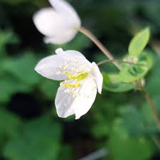 Attēlu rezultāti vaicājumam “Isopyrum thalictroides flower”