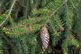 Attēlu rezultāti vaicājumam “Picea abies leaf”