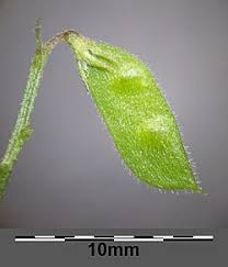 Attēlu rezultāti vaicājumam “Vicia hirsuta fruit”