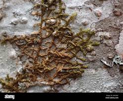 Attēlu rezultāti vaicājumam “Jungermanniopsida”