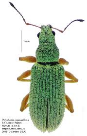 Attēlu rezultāti vaicājumam “Polydrusus mollis”