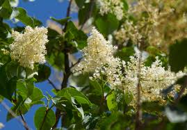Attēlu rezultāti vaicājumam “Syringa reticulata subsp. amurensis”