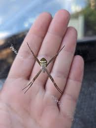 Image result for st andrews cross spider