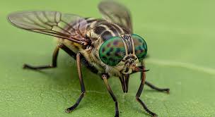 Attēlu rezultāti vaicājumam “Tabanidae”