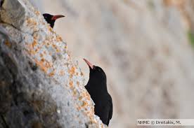 Image result for Pyrrhocorax pyrrhocorax