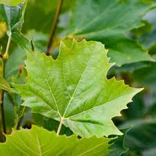 Attēlu rezultāti vaicājumam “Platanus x hispanica (syn. Platanus x acerifolia)”