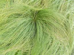 Attēlu rezultāti vaicājumam “Najas tenuissima”