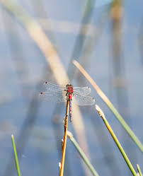 Attēlu rezultāti vaicājumam “Leucorrhinia dubia male”