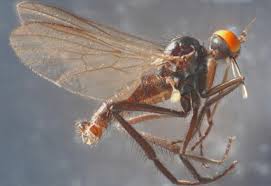 Attēlu rezultāti vaicājumam “Empididae”