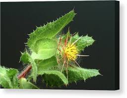 Image result for Cnicus benedictus