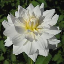 Image result for Dahlia `Snowflake`