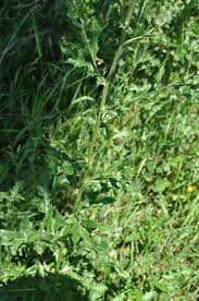 Attēlu rezultāti vaicājumam “Cirsium arvense leaf”
