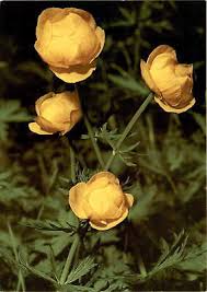 Image result for Trollblume