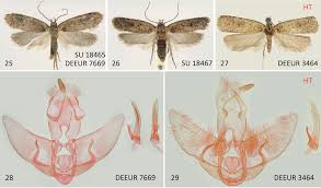 Attēlu rezultāti vaicājumam “Agonopterix hypericella”