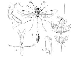 Attēlu rezultāti vaicājumam “Bitoma crenata imago”