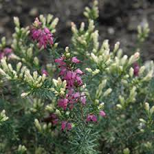 Attēlu rezultāti vaicājumam “Erica x darleyensis flower”
