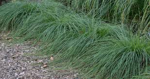 Attēlu rezultāti vaicājumam “Carex arenaria  fruit”