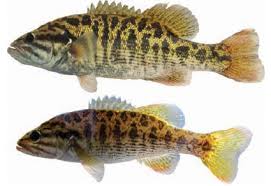 Image result for Micropterus