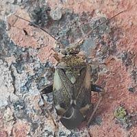 Attēlu rezultāti vaicājumam “Polymerus palustris”