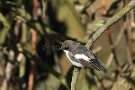 Attēlu rezultāti vaicājumam “Ficedula hypoleuca male”