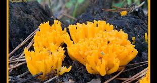 Attēlu rezultāti vaicājumam “Calocera viscosa”