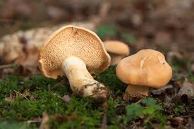 Attēlu rezultāti vaicājumam “Hydnum rufescens”