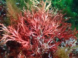 Attēlu rezultāti vaicājumam “Rhodophyta”